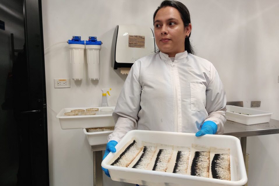 Image of a scientist showing a tray of Wolbachia infected mosquitoes.