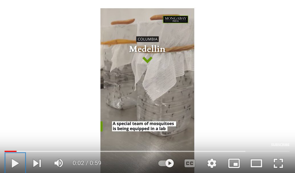 Image of Wobachia video on YouTube