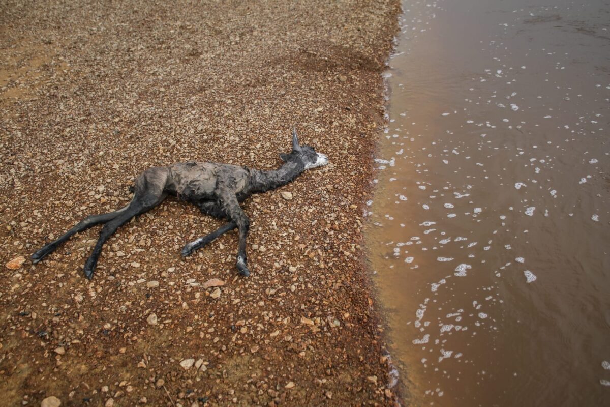 Image of a dead animal due caused by drinking contaminated water in Peru.
