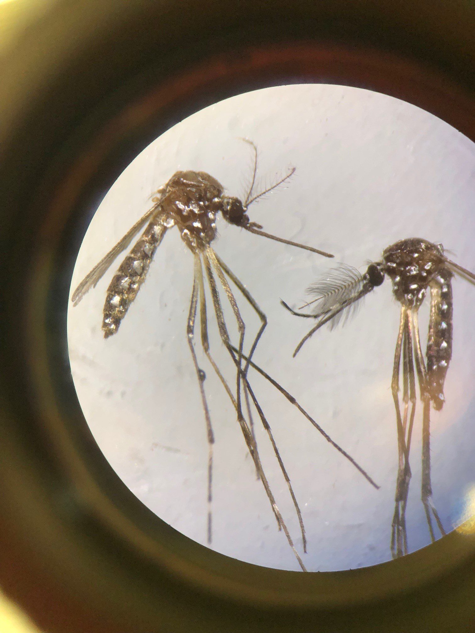 Mosquitoes-under-microscope