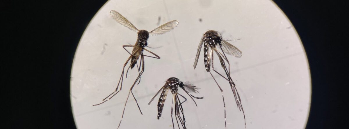 Close up in lab of 3 mosquitoes