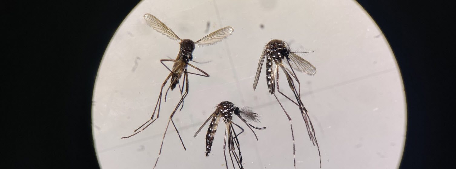 Lab-grown special mosquitoes can be the secret weapon to fight dengue ...